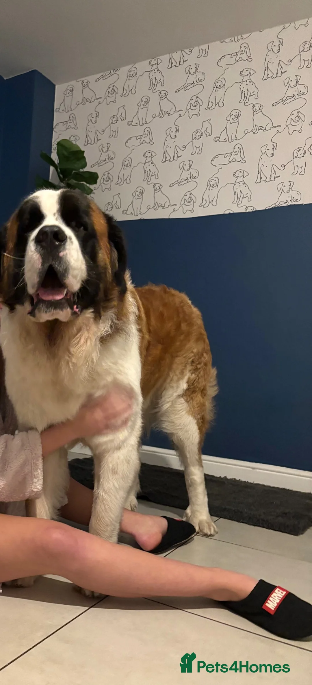 Saint Bernard dogs for sale: Bruno 18month Saint Bernard  in Chesterfield - Advert 16