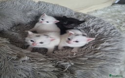 Turkish Angora cats for sale: Turkish angora mix - Image 4