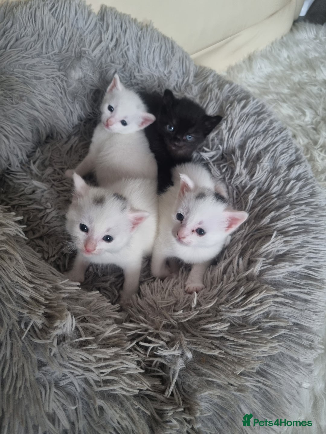 Turkish Angora cats for sale: Turkish angora mix - Image 4