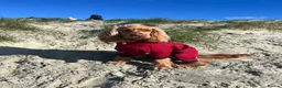 Cocker Spaniel dogs for sale: Honey - Cocker Spaniel - nearly 2 years old - Advert 3