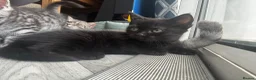 British Shorthair cats for sale: British short hair cross kittens  in Willenhall - Advert 15