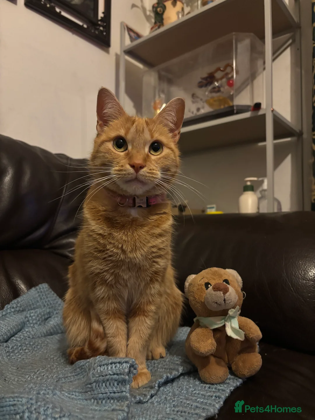 Mixed Breed cats for sale: Adorable 3 Kittens Looking for Loving Homes 🐾 - Advert 7