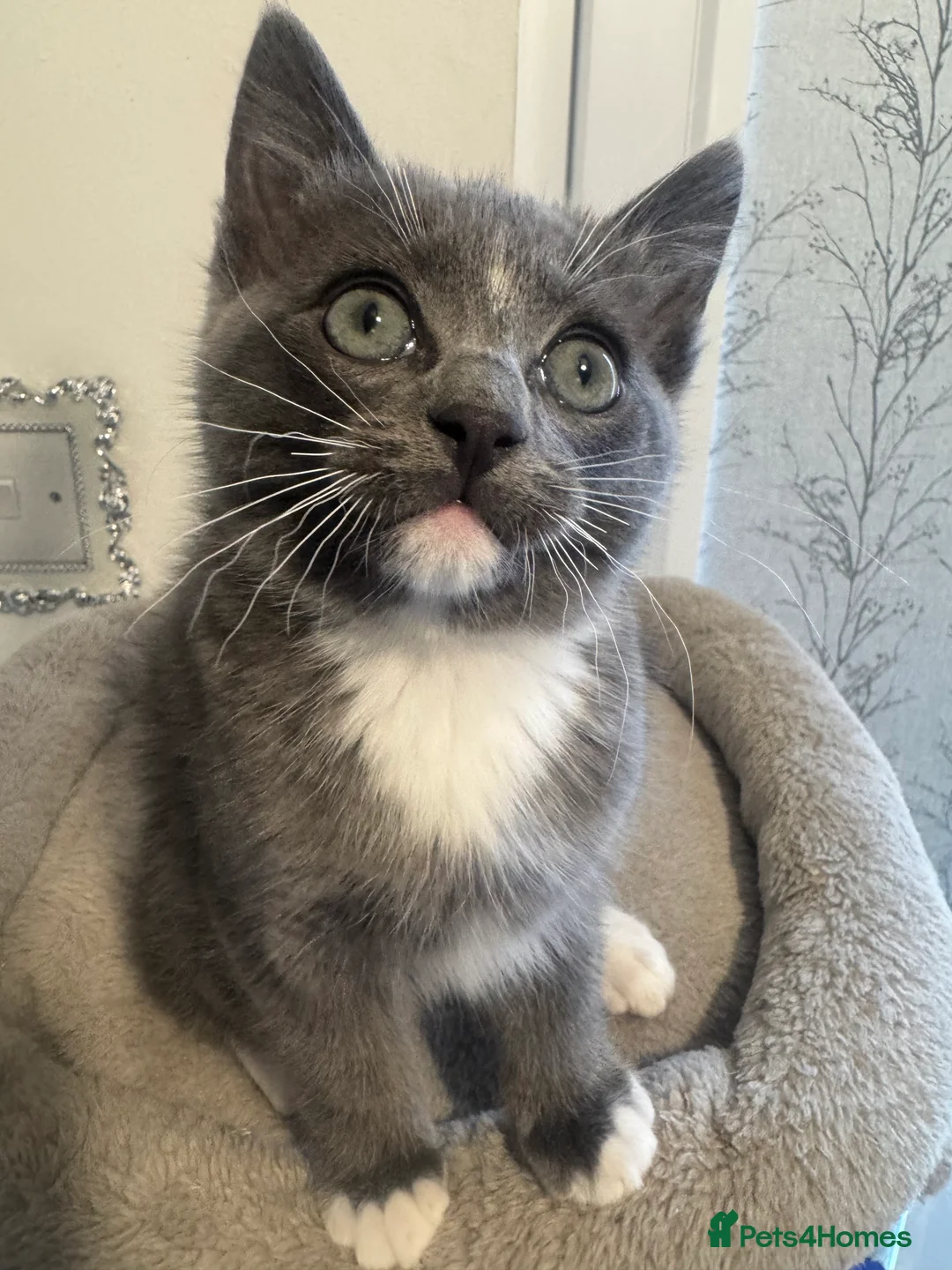 Ragdoll cats for sale: Adorable Ragdoll Kittens - Advert 20