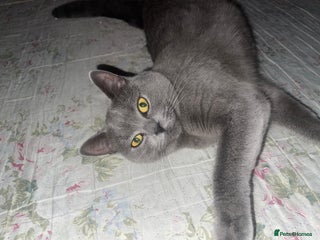 British Shorthair cats British Shorthair Kittens Ready for Loving Homes - Advert 8