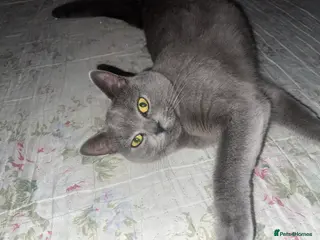 British Shorthair cats British Shorthair Kittens Ready for Loving Homes - Advert 11