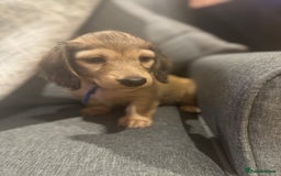 Miniature Dachshund dogs for sale: English Cream KC Reg PRA Clear Mini Dachshund  - Advert 6