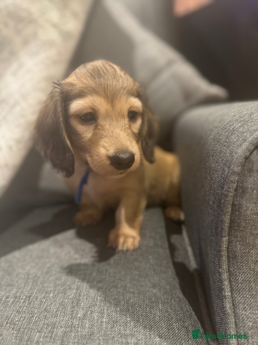 Miniature Dachshund dogs for sale: English Cream KC Reg PRA Clear Mini Dachshund  - Advert 6