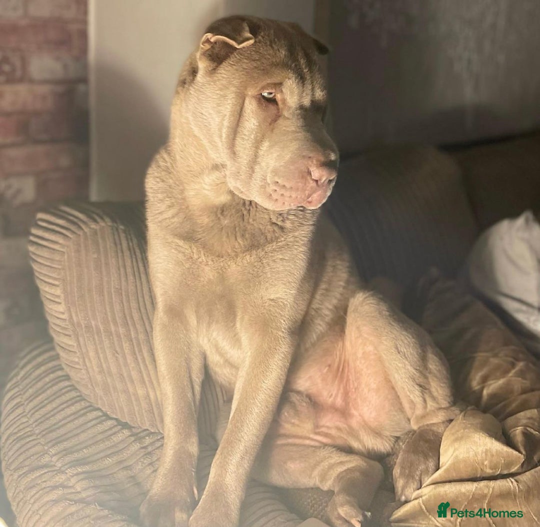 Shar Pei dogs for stud: EXPERIENCED LICAC DILUTE STUD **WELL PROVEN** in Wetherby - Image 6