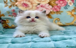Ragdoll cats for sale: 3 blue bicolour boys  - Image 14