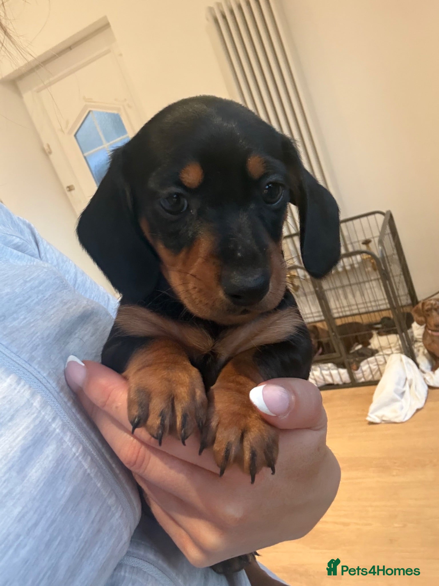 Miniature Dachshund dogs Mini Dachshunds - Ready for their forever homes - Advert 2