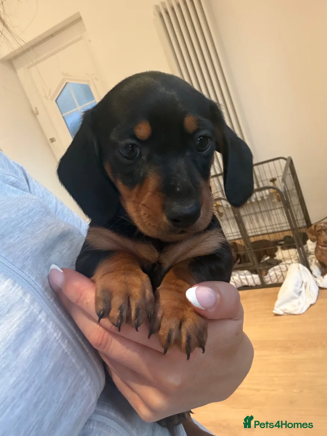 Miniature Dachshund dogs for sale: Mini Dachshunds - Ready for their forever homes in Peterborough - Advert 2
