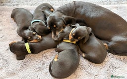 Miniature Dachshund dogs for sale: Beautiful Pedigree Miniature Dachshund Puppies - Image 2