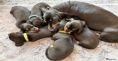 Miniature Dachshund dogs - Advert 5