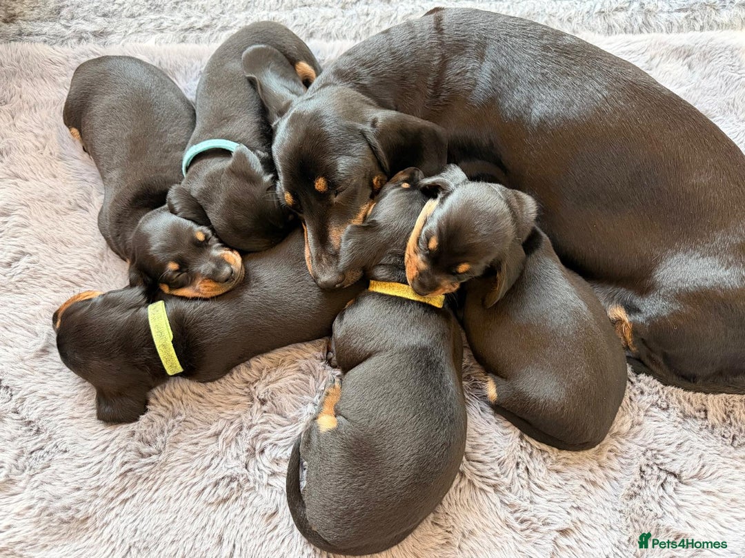 Miniature Dachshund dogs for sale: Beautiful Pedigree Miniature Dachshund Puppies - Image 2