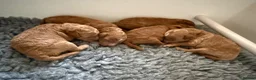 Mini Goldendoodle dogs for sale: Toy Cross Goldendoodle Puppies - Advert 1