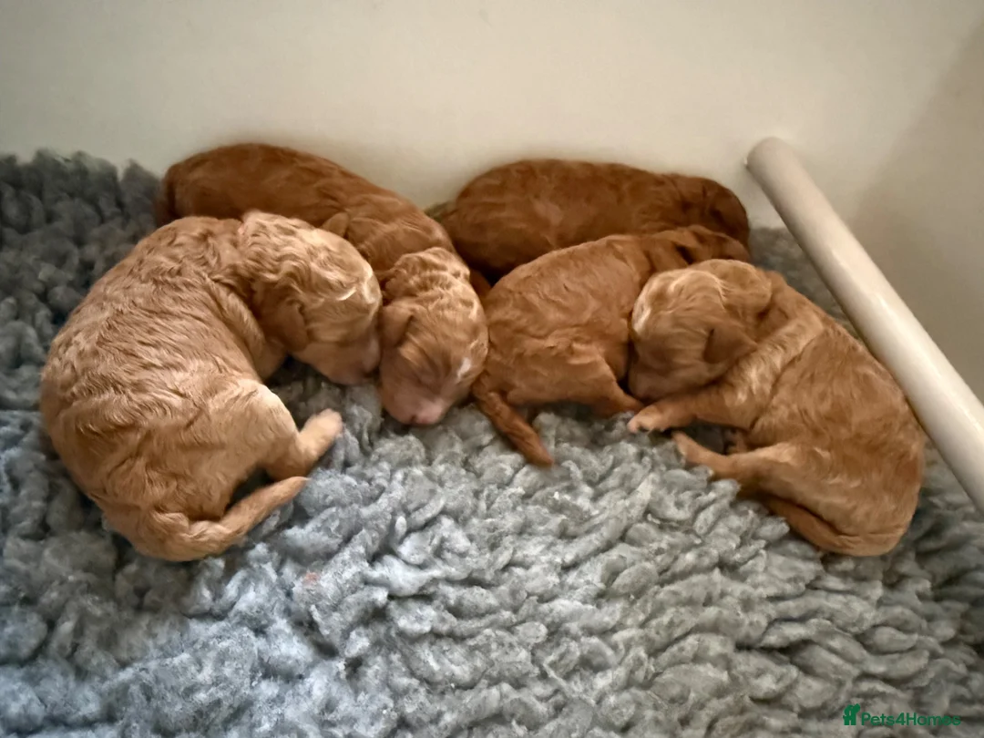 Mini Goldendoodle dogs for sale: Toy Cross Goldendoodle Puppies - Advert 1