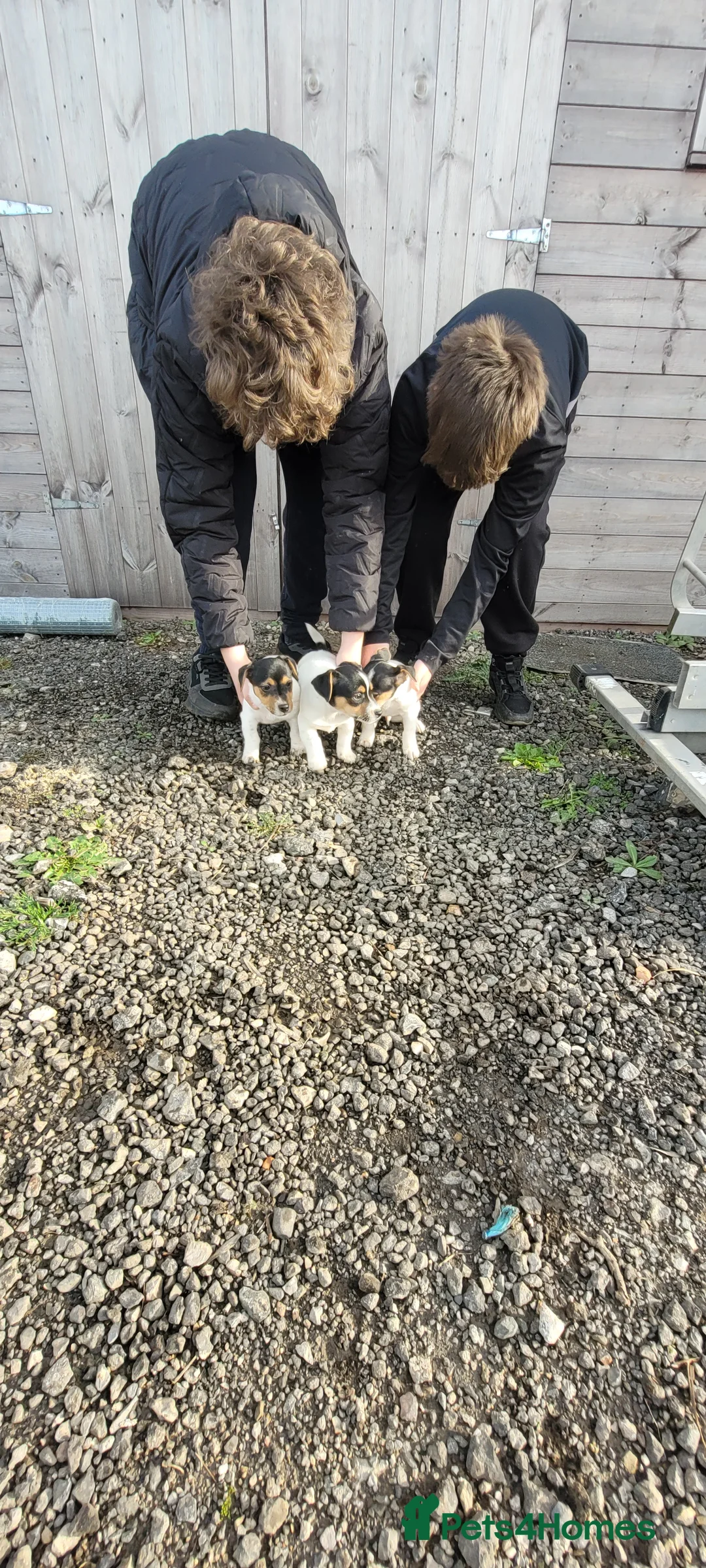 Jack Russell dogs for sale: Old fashioned short legged Jack russel pups!!! - Advert 2