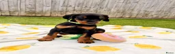 Dobermann dogs for sale: READY TO COLLET NOW | RKC DOBERMAN | CHAMPION LINE - Advert 34