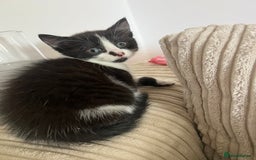 Domestic Shorthair cats for sale: 3 kittens for sale - Image 5