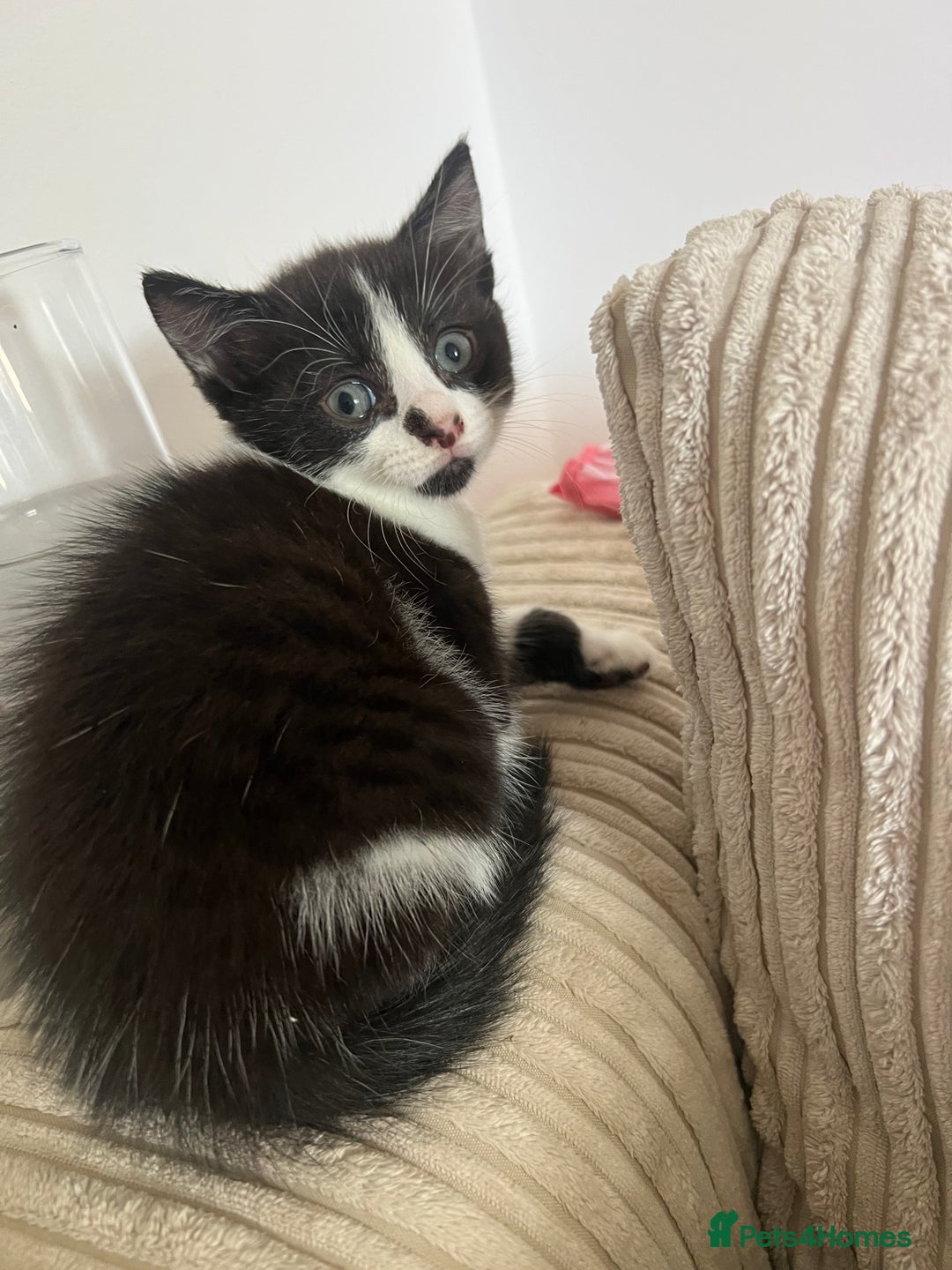 Domestic Shorthair cats for sale: 3 kittens for sale - Image 5