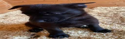 German Shepherd dogs for sale: Working-Line German Shepherd Pups Ready Now - Advert 26