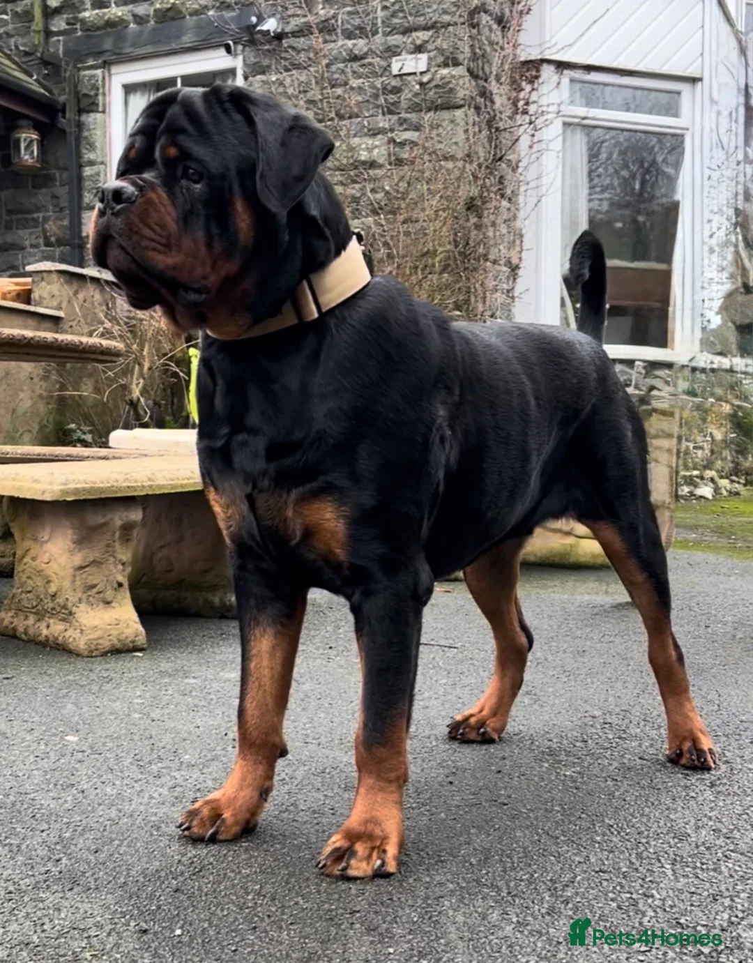 Rottweiler dogs for stud: KANG (King Kang) - Advert 6