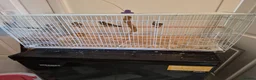 Finches birds for sale: Goldfinches  in Ferryhill - Advert 2