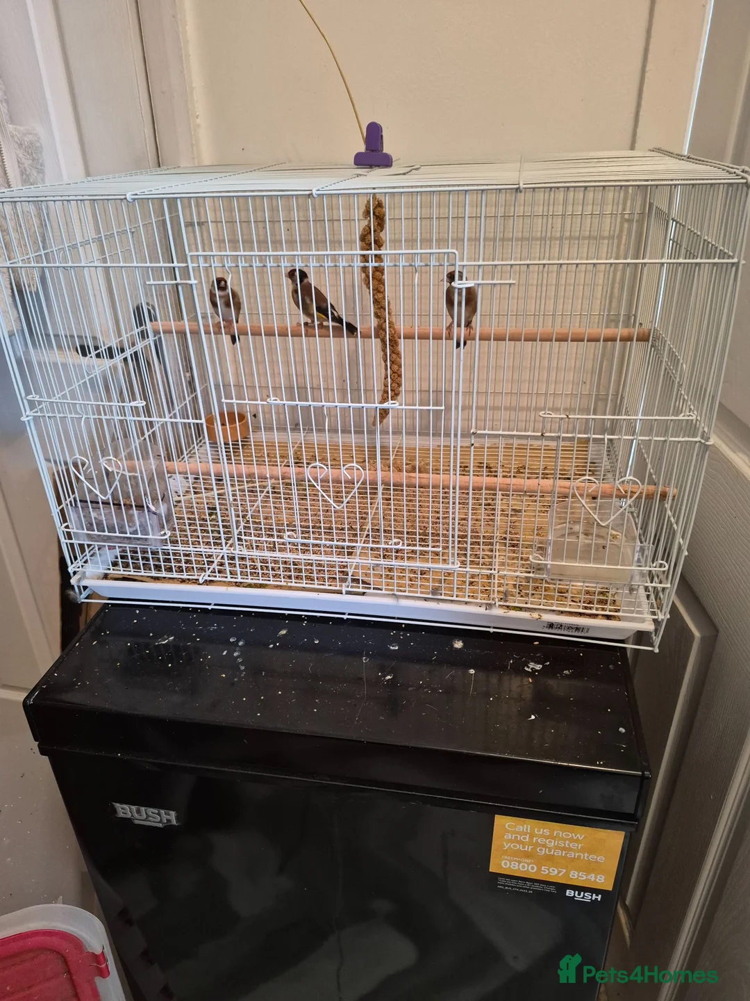 Finches birds for sale: Goldfinches  in Ferryhill - Advert 2