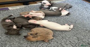 Whippet dogs - Advert 3