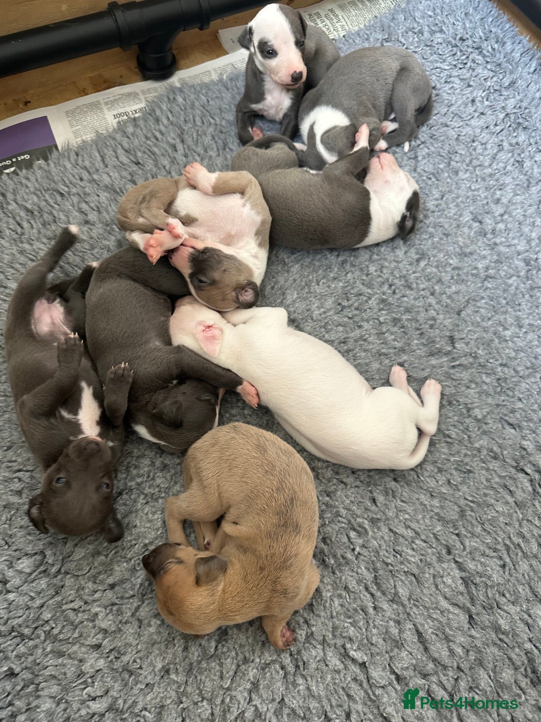 Whippet dogs for sale: Kc reg whippets  - Image 3