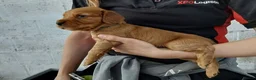Cocker Spaniel dogs for sale: KC registered working Cocker Spaniel pups for sale - Advert 20