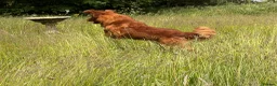 Golden Retriever dogs for stud: Ourstanding Golden Retriever  - Advert 3