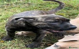 Mixed Breed dogs for sale: Cane Corso/Presa Canario Molloser dogs  - Image 21