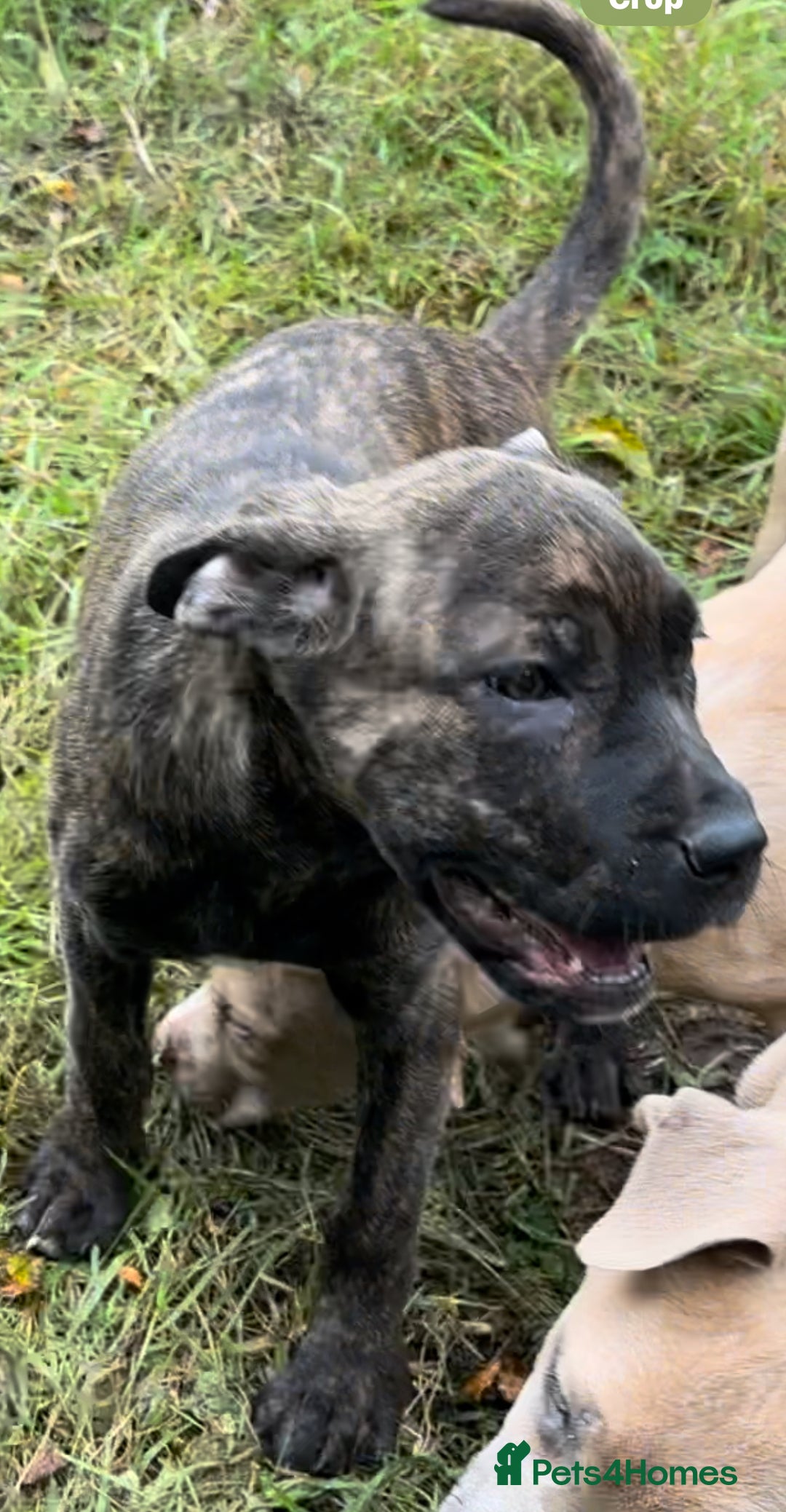 Mixed Breed dogs for sale: Cane Corso/Presa Canario Molloser dogs  - Image 21