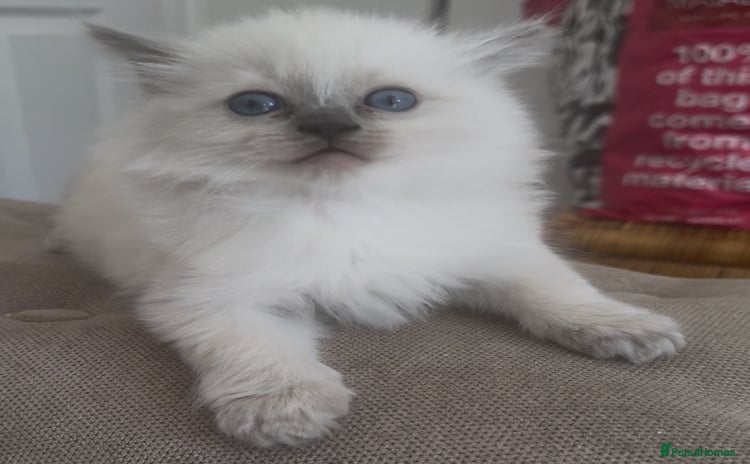 Ragdoll cats - Advert 4