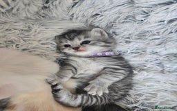 Perdoll cats for sale: Persian x ragdoll - Image 14