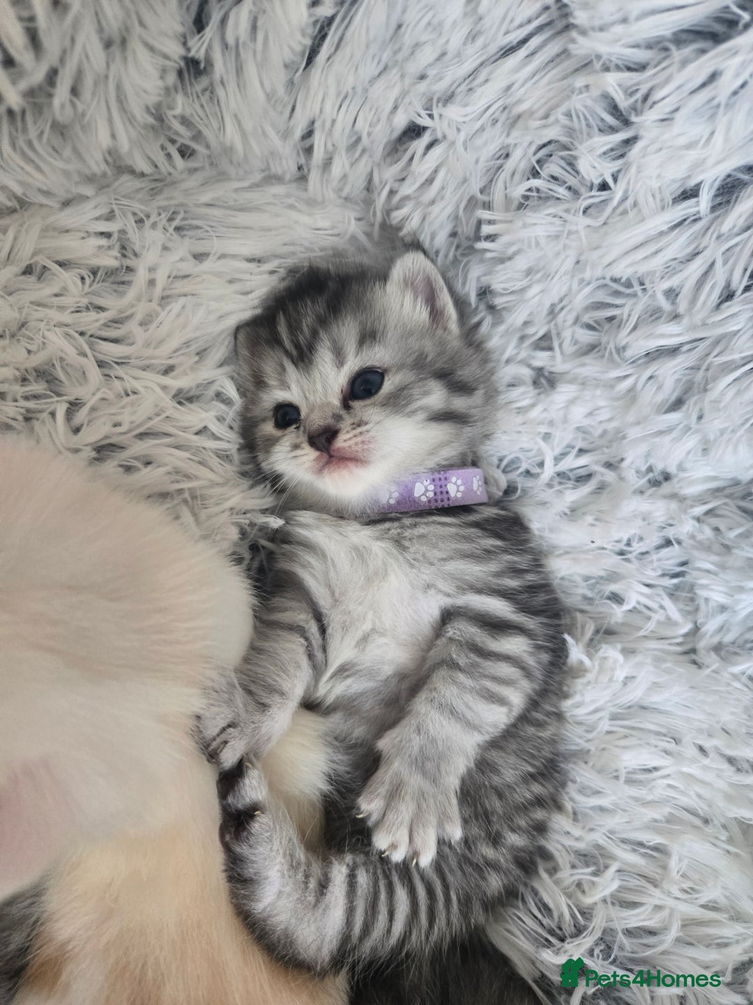 Perdoll cats for sale: Persian x ragdoll - Image 14
