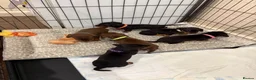 Dachshund dogs for sale: Dachshund puppies  - Advert 18
