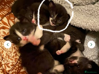 Mixed Breed cats 8 WEEK OLD SUPER FRIENDLY KITTENS READY NOW - Advert 12