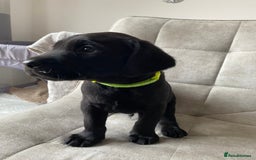 Labrador Retriever dogs for sale: Handsome Reggie needs forever family - Image 13