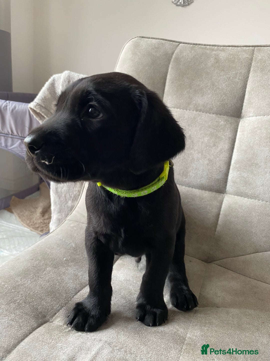 Labrador Retriever dogs for sale: Handsome Reggie needs forever family - Image 13