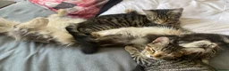 Mixed Breed cats for sale: Famale - Advert 9