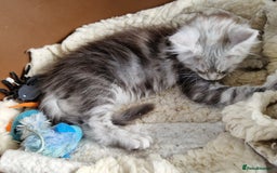 Maine Coon cats for sale: Beautiful maine coon kittens  - Image 9