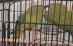 Ringnecks birds for sale: Ringnecks - Image 1