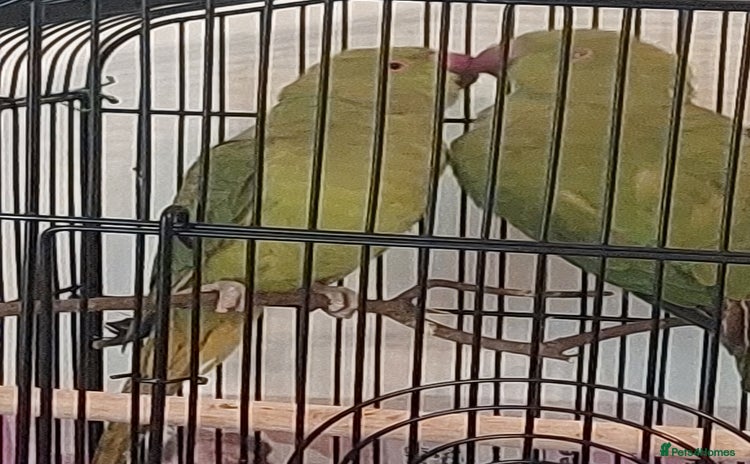 Ringnecks birds - Advert 2