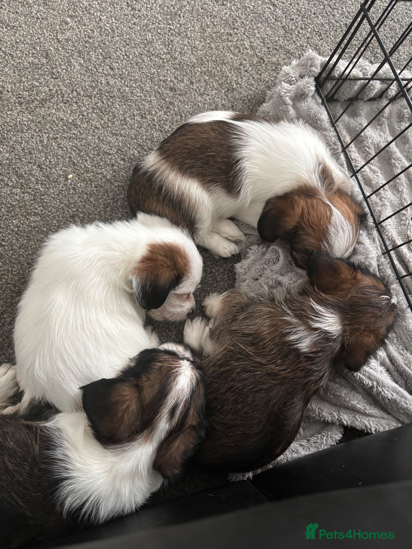 Mixed Breed dogs 4 gorgeous mini shih tzu x jack russels - Advert 2