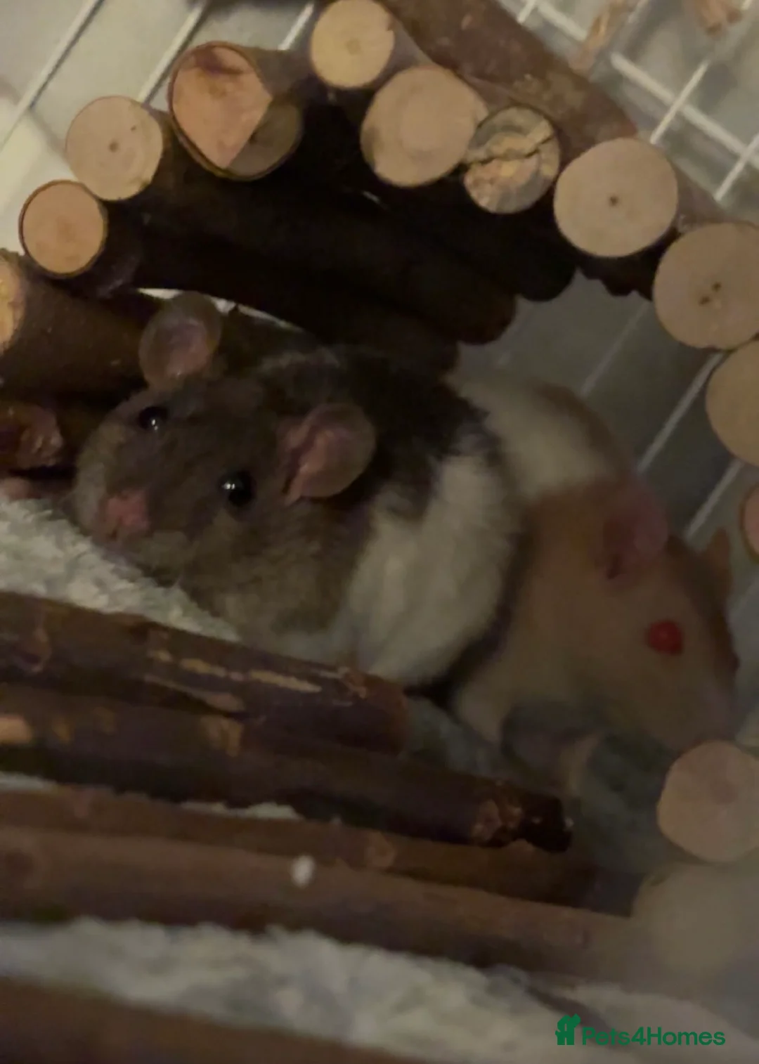 Rat rodents for sale: 2 x female rats  - Advert 3