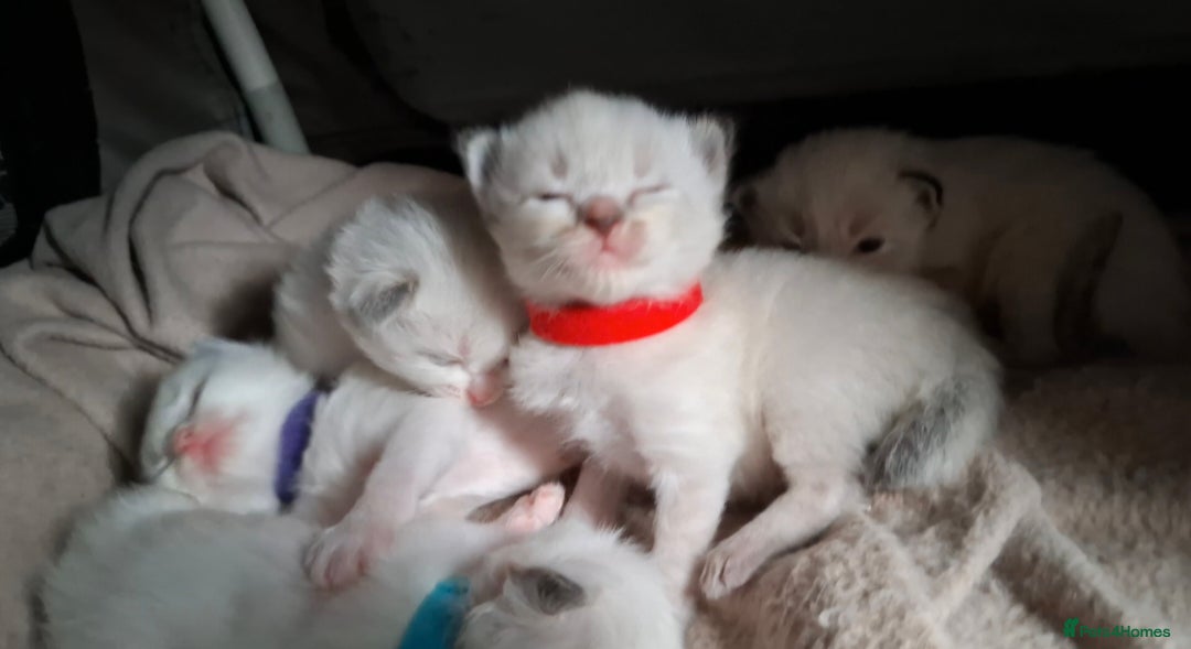 Ragdoll cats for sale: GCCF Gorgeous Pure Pedigree Ragdoll Kittens - Image 30