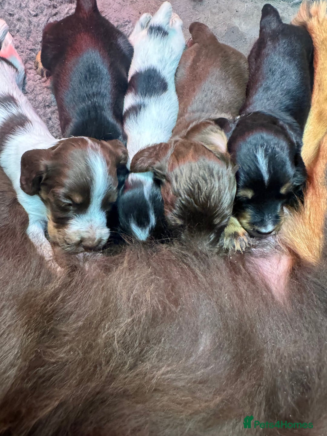 Cocker Spaniel dogs for sale: Working Cocker Spaniel Puppies - Advert 6