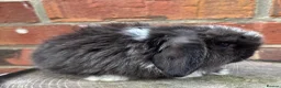 Mini Lop rabbits for sale: Pedigreed pure bred mini lops  - Advert 33